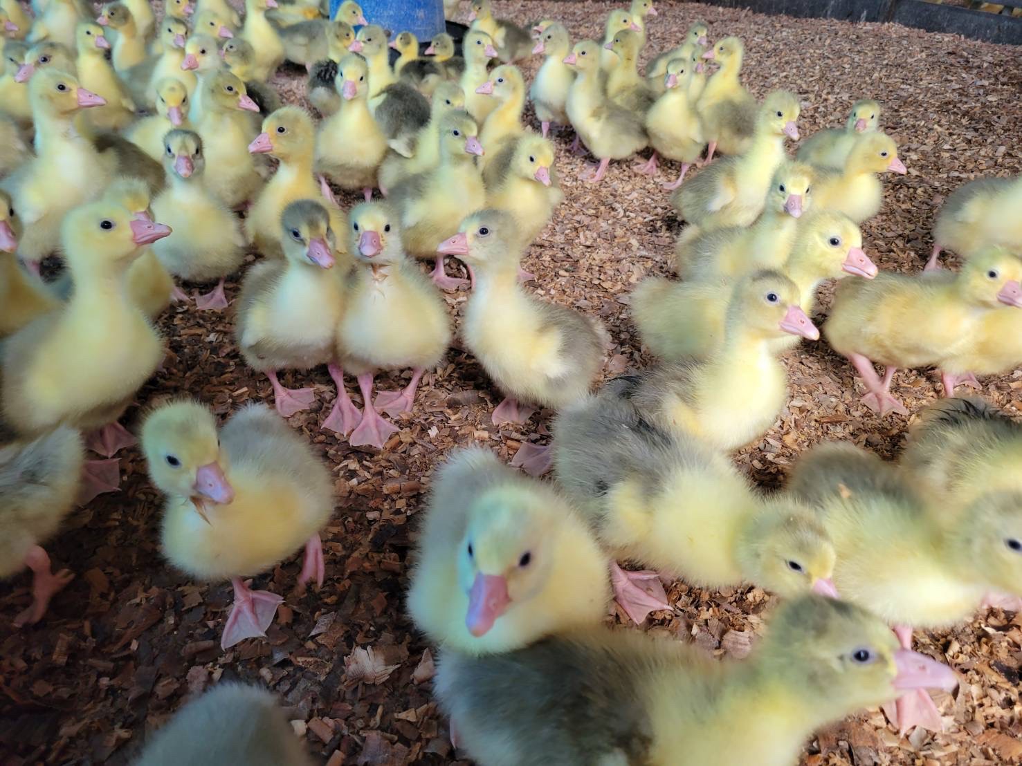 使用實例